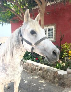 Bounty About us - our way of living riding | El Salobrehr - 19