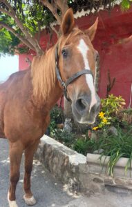 Calif About us - our way of living riding | El Salobrehr - 26