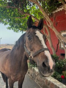Candyman About us - our way of living riding | El Salobrehr - 27