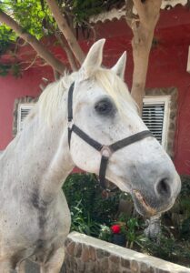 Carbonara About us - our way of living riding | El Salobrehr - 28