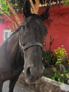 Casino About us - our way of living riding | El Salobrehr - 17