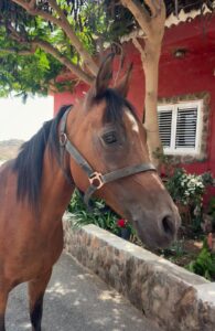 Cookie About us - our way of living riding | El Salobrehr - 30