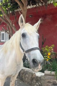 Cumbre About us - our way of living riding | El Salobrehr - 25