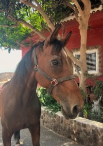Jara About us - our way of living riding | El Salobrehr - 29