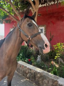 Luna About us - our way of living riding | El Salobrehr - 22