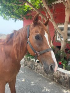 Mariachi About us - our way of living riding | El Salobrehr - 24