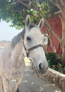 Mosquito About us - our way of living riding | El Salobrehr - 20