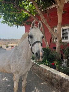 Nano About us - our way of living riding | El Salobrehr - 31