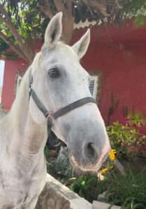 Yogur About us - our way of living riding | El Salobrehr - 16