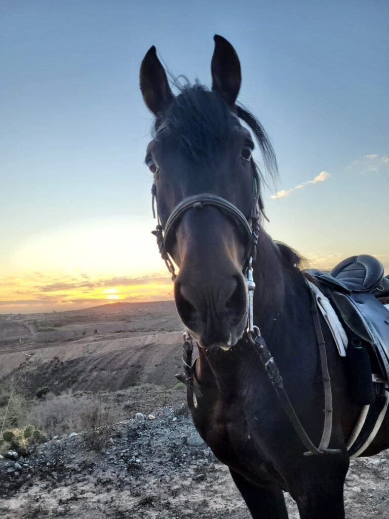 home-caballos bien cuidados Homepage - volcanic landscapes, expert guides, and horses for beginners and advanced riders. | El Salobrehr - 28