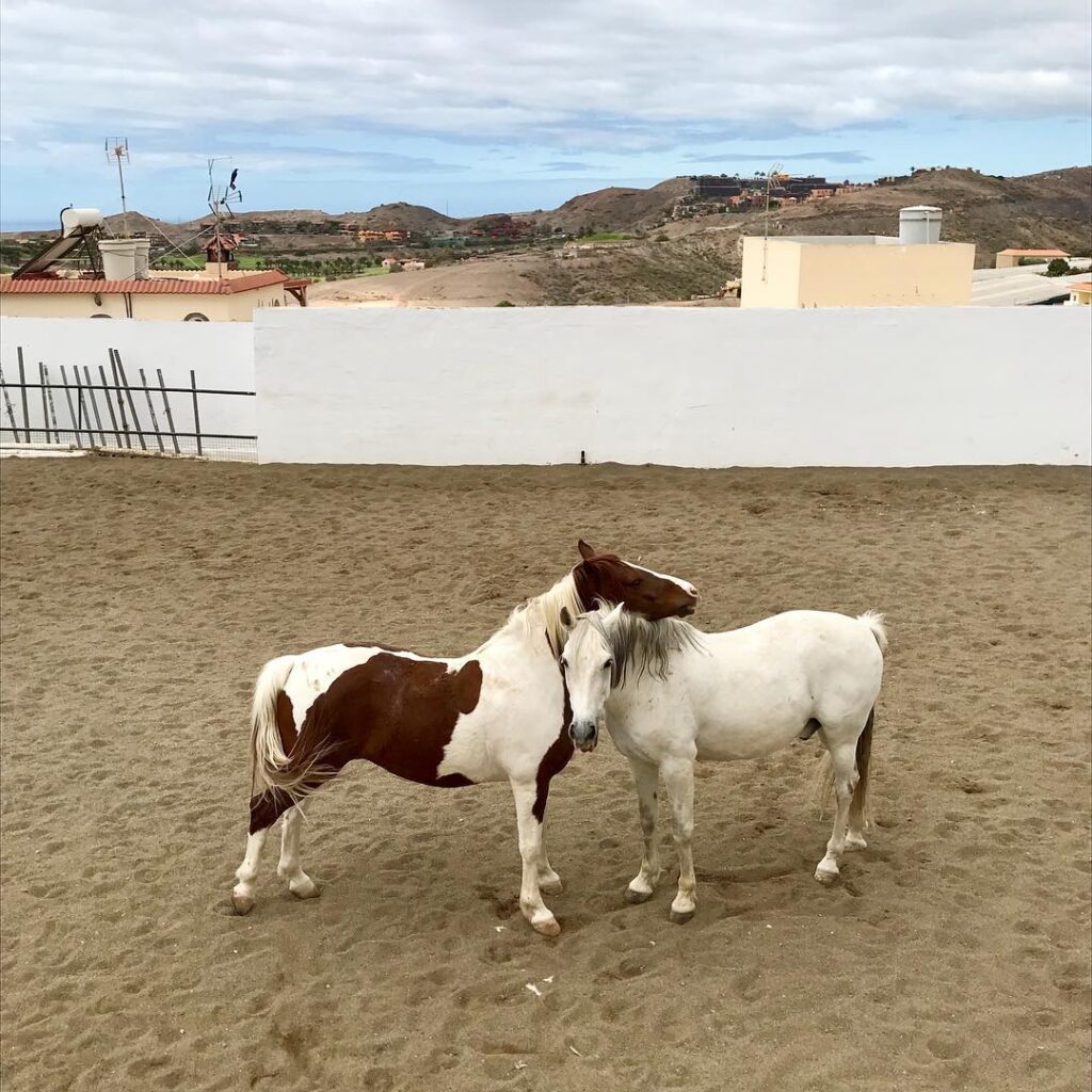 nosotros-el salobre 1 About us - our way of living riding | El Salobrehr - 1